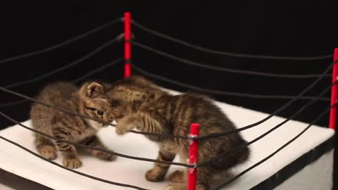 World Wrestling Cats 2022 _Kitten Fighting