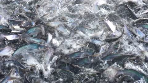 Catfish Mekong River Vietnam Fish Farm Farmer