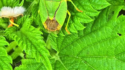 Green stink bug in the meadow / beautiful insect in nature.