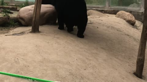 Two black bears are biting each other