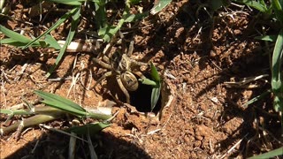 Wolf Spider After The Rain