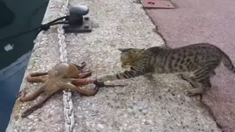 when the cat finds an octopus out of water