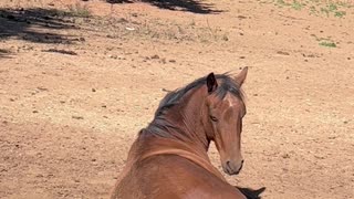 Horse Has a Very Prolonged Fart