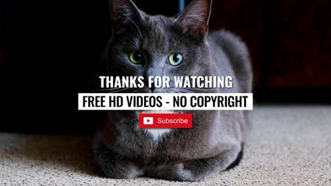 Cats _ Free HD Videos - No Copyright Claim