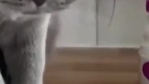 Funny cat video