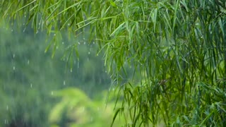 Soothing rain sounds for relaxation, peace and calmness