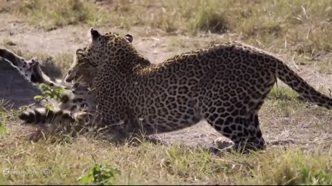 Wildcat vs leopard!! Which one wins this fight?