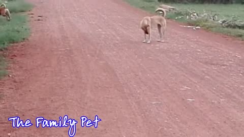 Fighter Dog In Street