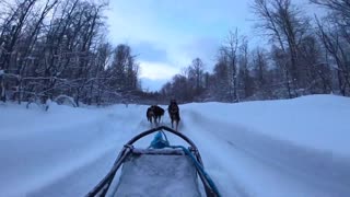 Dog sledding in Norway (Tromso)