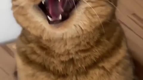 -Super Funny Cat Laughing While Owner cleaning his Shit.