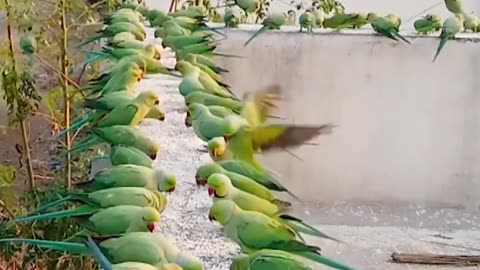 Parrot Birds 🦜🦜🦜🦜🦜 hungry birds ☹️ # parrot Birds 🦜# parrot