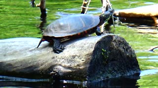 Painted Turtle