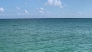 A Manta Ray pacing the coast in Lauderdale-by-the-Sea