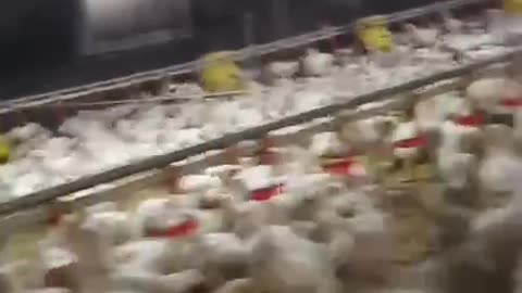 Raising hens