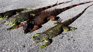 Iguanas fall from trees in Florida's cold weather