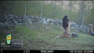 Black Bear on Beehive Roof