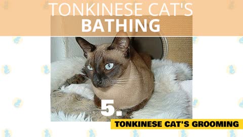 Tonkinese Cats 101 : Fun Facts & Myths