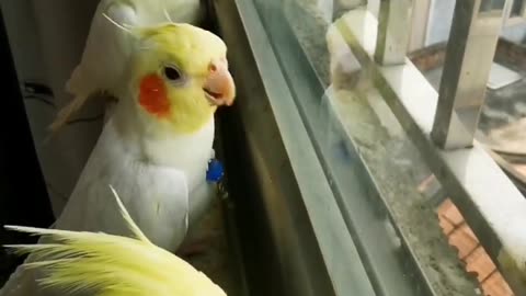 cute bird singing