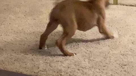 Sabie the Boxer Pup Playing with Reflection in Mirror