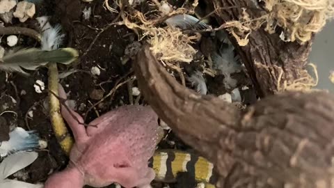 6 day old baby budgie