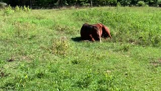 Horse enjoys breakfast while laying down.