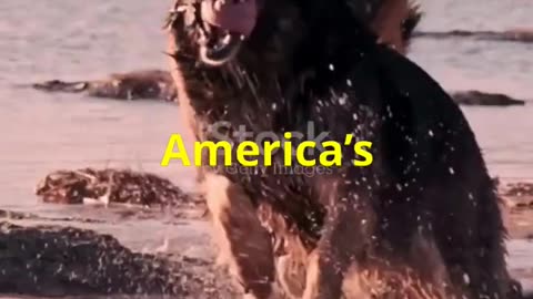 The Top 4 Pawsome Dog pals of the U.S.A