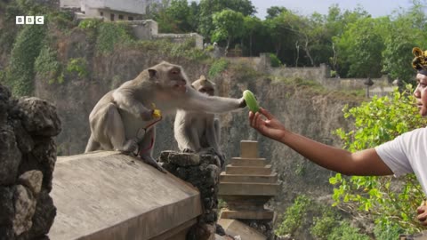 Thieving Monkeys Steal From Tourists