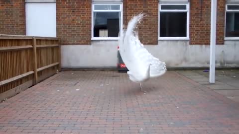 This Rare Peacock Shakes His Tail In The Air Like He Just Doesn't Care