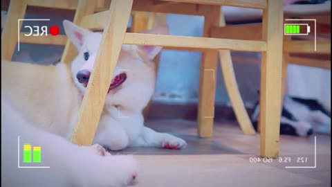 4K Quality Animal Footage - Dogs and Puppies Beautiful Scenes Episode 14 | Viral Dog Puppy
