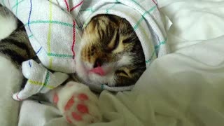 Adorable Dreaming Kitten Twitches in His Sleep