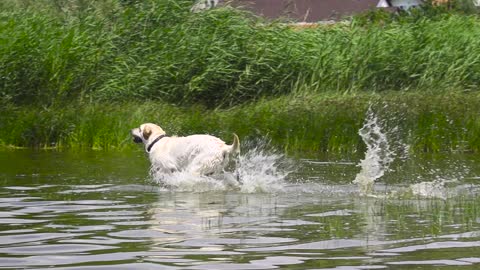 dog runing into the water