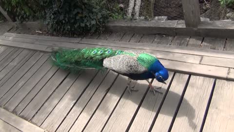 The peacock crosses the bridge next to people