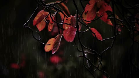 Ultimate Relaxation Through Soothing Rain Sounds | Rainstorm Ambience