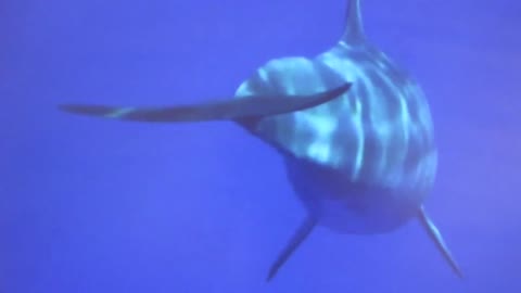 Dolphins and seals a peaceful adventure soaring through the sea