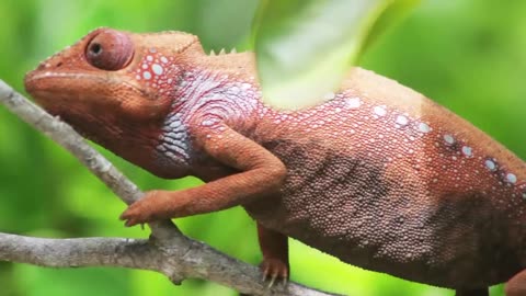 The Marvelous World of Chameleons: Masters of Color Change