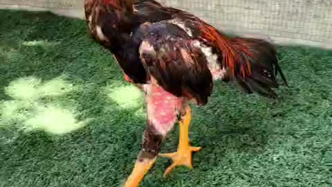 Fighting cock 🐓 7 mesets