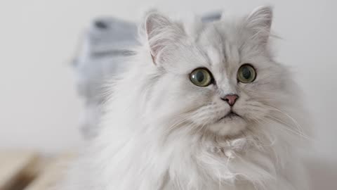 Cute persion cat