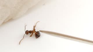 Ant Surgery Marshmallow Q-tip