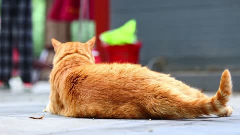 A lazy, fat orange cat