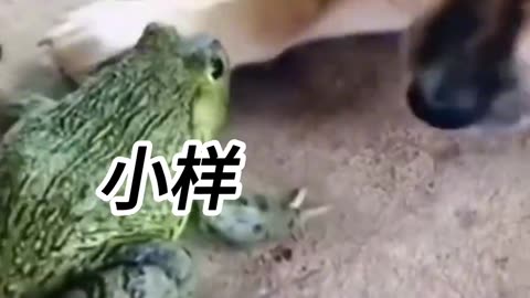 Dog and Frog Funny Fight Video