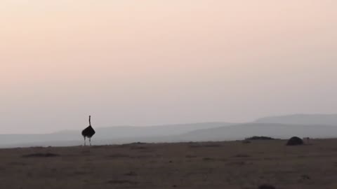 Mating Dance of the Ostrich