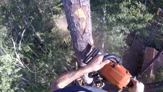 Spear cutting out a 35 foot top from 60f.