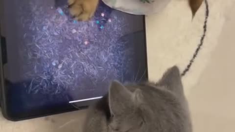 Cat Playing Amazing game,Cat Funny Moment,Cat Funny Clip.