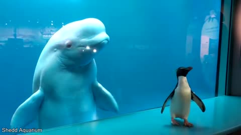 Whale Sees Penguin For First Time funny and viral video