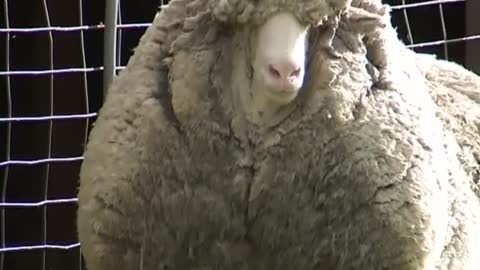 "Shaun" the sheep could be the world's woolliest