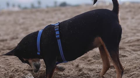 A Dog in a Pet Harness Digging