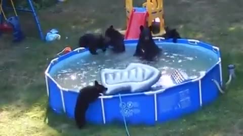 Bearstine Pool Party