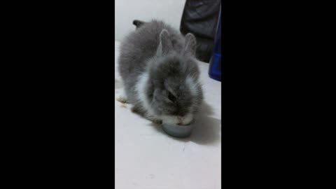 Cutest sneezing bunny ever!