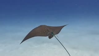 the beauty and lightness of Eagle Ray