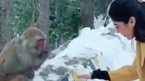 Monkey Picking Food in Snow